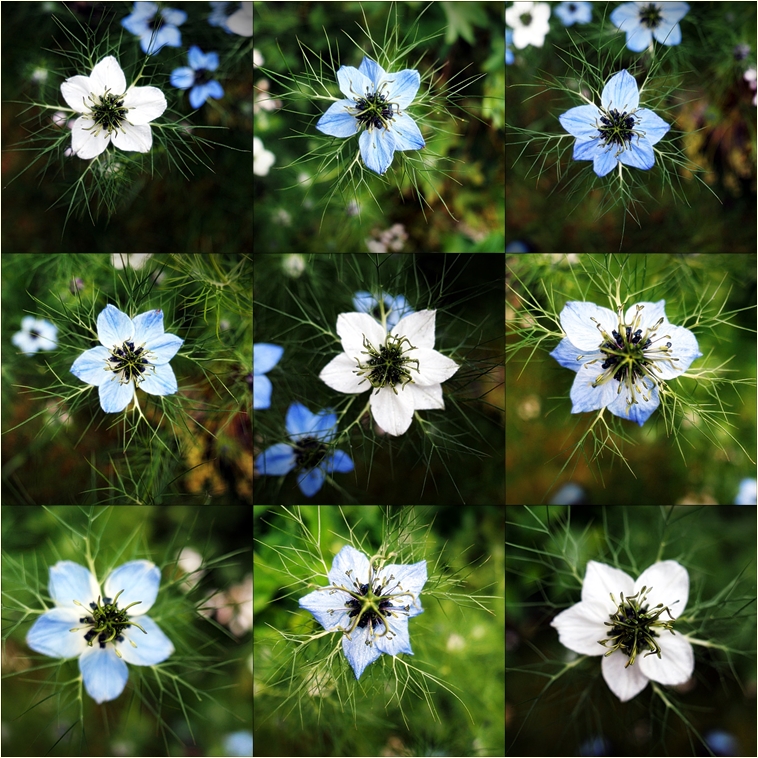love in a mist